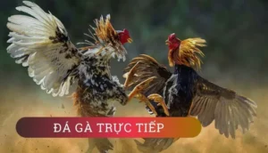 Hướng Dẫn Cách Chơi Đá Gà WS168 Tại FB88 Hiệu Quả Nhất