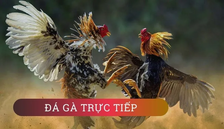 Hướng Dẫn Cách Chơi Đá Gà WS168 Tại FB88 Hiệu Quả Nhất